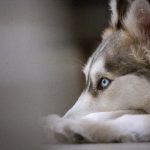 6u娱乐平台的优势分析:为何越来越多玩家选择它? ygnbrifw