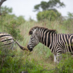 13776期最新开奖结果查询与完整号码公布 vihnifr